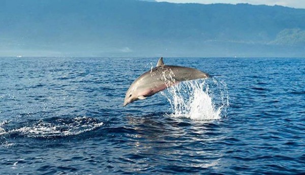 Bali Dolphin Watching dan Ulun Danu Private Day Trip